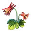 Columbine