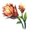 Mountain's Flower