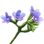 Bugloss